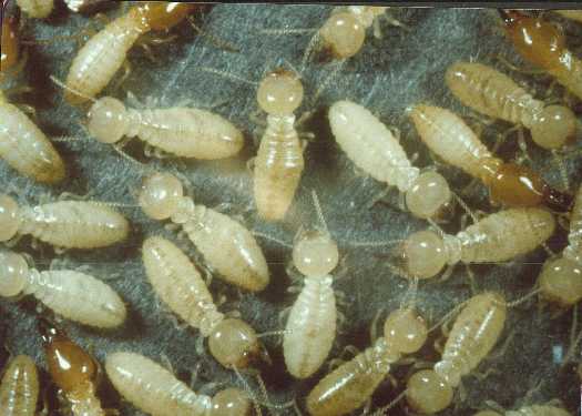 termites_many